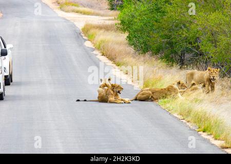 Les Lions se détendent dans la rue à côté des voitures dans le parc national Kruger en Afrique du Sud lors d'un safari à Mpumalanga. Banque D'Images