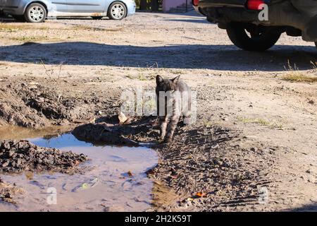 Un chat errant boit l'eau d'une flaque de près Banque D'Images