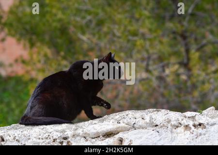 Chat noir errant reposant sur un mur. Banque D'Images