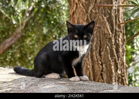 Chat noir errant reposant sur un mur. Banque D'Images