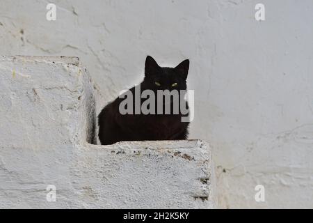 Chat noir errant reposant sur les escaliers d'une maison. Banque D'Images