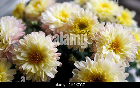 Jolies petites fleurs de chrysanthème dans un pot Banque D'Images