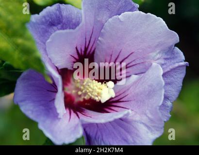 Gros plan de la fleur d'hibiscus syriacus 'oiseau bleu' Banque D'Images