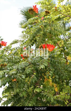 Arbre de tulipe africain, arbre de fontaine de cloche de feu Banque D'Images