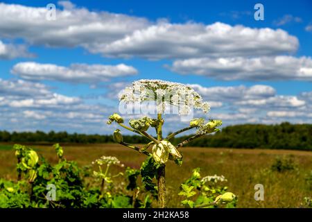 Heracleum Sosnowskyi contient l'allergène toxique intense furanocoumarine Banque D'Images