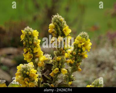 Gros plan de grandes plantes de mullein Banque D'Images