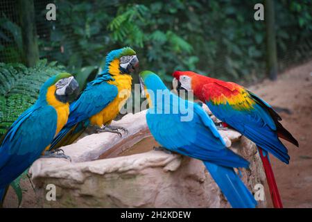 Photo de l'oiseau Araras sur les chutes d'iguazu au Brésil Banque D'Images