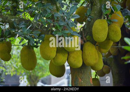 Jack fruits, fruit national du Bangladesh. Banque D'Images