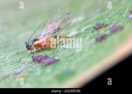 Le puceron d'oiseau (Rhopalosiphum padi) est un puceron de la superfamille des Aphidoïdea, dans l'ordre des Hemiptères.Un individu ailé donne naissance à un jeune Banque D'Images