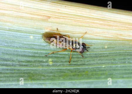Hoverflie, aussi appelé mouches des fleurs ou syrphides, est un insecte de la famille des Syrphidés. Banque D'Images