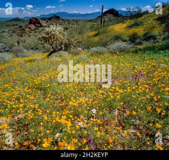 Poppies mexicaines, Argemone mexicana, Ajo Mountains, Organ Pipe Cactus National Monument, Arizona Banque D'Images