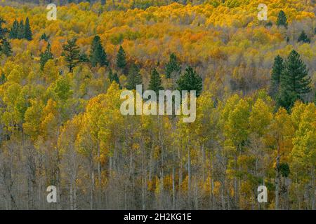 Aspen, Parker Bench, Ansel Adams Wilderness, Inyo National Forest, est de la Sierra Californie Banque D'Images