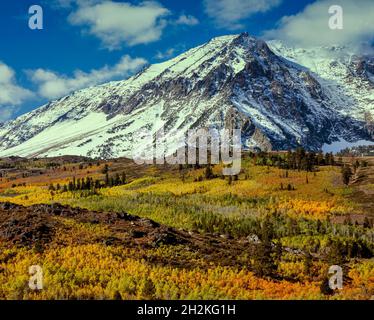 Aspens d'automne, Mount Wood, Ansel Adams Wilderness, Inyo National Forest, Eastern Sierra, Californie Banque D'Images