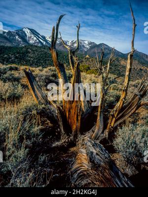 Naque de genévrier, région sauvage d'Alta Toquima, forêt nationale de Toiyabe, Nevada Banque D'Images