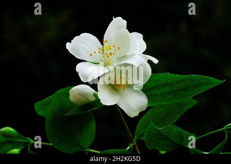 Fleurs naturelles et sauvages - Philadelphus coronarius ou Celindo de Virginie. Banque D'Images