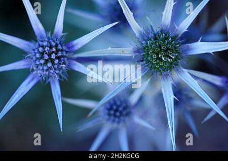 Fleurs naturelles et sauvages - Eryngium bourgatii ou glaciale. Banque D'Images