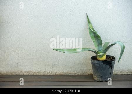 Maceta de aloe vera, acíbar o aloe de Barbados, entre otros, es una especie suculenta en la terraza de un ático Banque D'Images