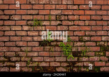 Mur de brique d'argile détérioré par l'humidité avec quelques éraflures et des mauvaises herbes qui se développent entre ses fissures Banque D'Images
