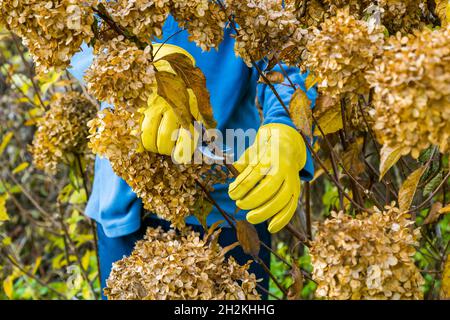 Coupe ou coupe d'hortensia de Bush avec sécateur dans le jardin Banque D'Images