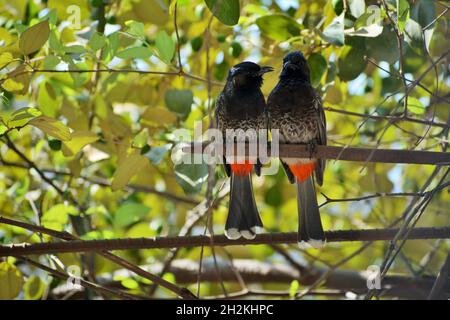 Photo de paire de bulbul ventilé rouge. Banque D'Images