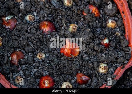 planter des bulbes de tulipe et de crocus dans un panier en automne Banque D'Images