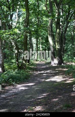 Sentier, lumière à travers les feuilles, paysage de bois, écorce d'arbre, trunks d'arbre, nature, Plantes, forêts, branches d'arbres, verdure, vue sur les bois Banque D'Images