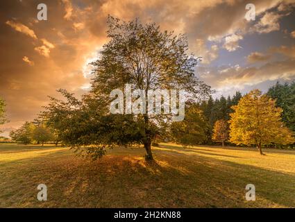 Coucher de soleil dans la forêt en automne, grand arbre dans la lumière avec ciel nuageux avec des couleurs de coucher de soleil avec des rayons de soleil Banque D'Images