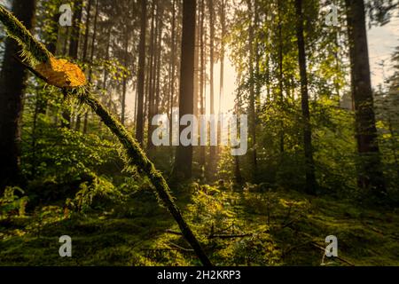 Un soleil éclatant brille dans la forêt avec une forme de coeur spéciale dans une feuille comme concept pour l'amour de la saison automnale. Banque D'Images