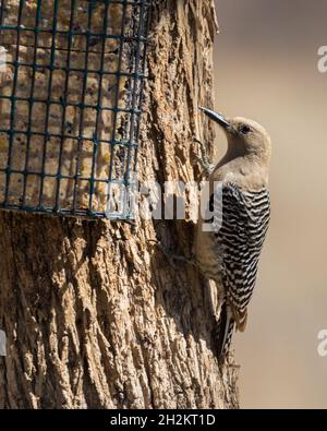 Une femelle Gila Woodpecker en Arizona Banque D'Images