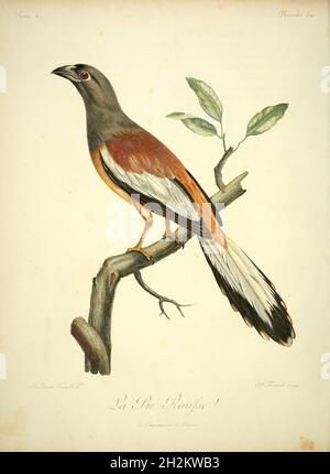 Woodchat crevettes, illustration du XVIIIe siècle Banque D'Images