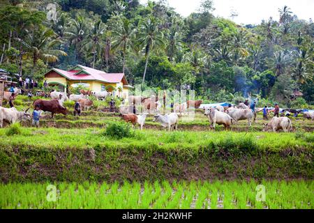 Les taureaux et leurs gardiens à l'épreuve de course de taureaux de la SSPI Jawi qui a lieu dans les villages de Sumatra Ouest en Indonésie. Banque D'Images