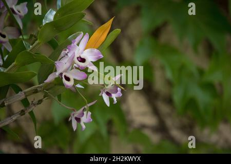 Photo en gros plan de la fleur Dendrobium nobile Banque D'Images