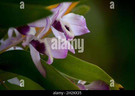 Photo en gros plan de la fleur Dendrobium nobile Banque D'Images