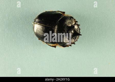 Vue dorsale macro de l'australien isolé Dung Beetle (Onthophagus) Banque D'Images