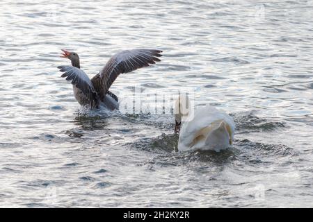 Le cygne muet attaque l'oie des Graylag.En saison de printemps. Banque D'Images