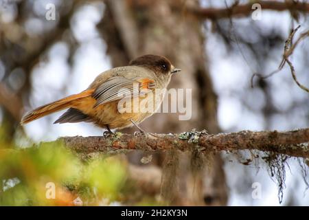 Curieux geai de Sibérie (Perisoreus infaustus) assis sur une branche. Banque D'Images