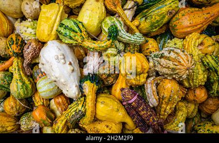 Un groupe de gourdes colorées avec vue à plat dans une boîte sur une ferme. Banque D'Images