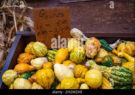 Un groupe de gourdes colorées dans une boîte sur une ferme avec un panneau à vendre. Banque D'Images