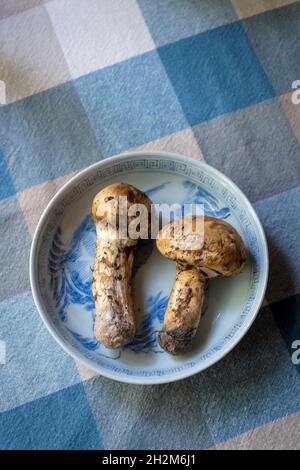 Champignons de matsutake crus.Le matsutake est un ingrédient luxueux de la cuisine japonaise. Banque D'Images