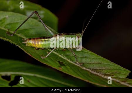 Le petit Meadow Katydid Nymph du genre Conocephalus Banque D'Images