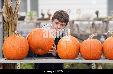 St. Louis, États-Unis.22 octobre 2021.L'ouvrier Seamus Baur place de nouvelles citrouilles sur un rack à vendre au Garden Shop de Bayer à St. Louis le vendredi 22 octobre 2021.Les ventes de potiron ont été plus élevées à l'approche d'Halloween le 31 octobre.Photo par Bill Greenblatt/UPI crédit: UPI/Alay Live News Banque D'Images