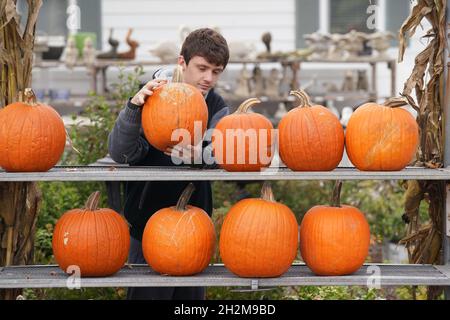 St. Louis, États-Unis.22 octobre 2021.L'ouvrier Seamus Baur place de nouvelles citrouilles sur un rack à vendre au Garden Shop de Bayer à St. Louis le vendredi 22 octobre 2021.Les ventes de potiron ont été plus élevées à l'approche d'Halloween le 31 octobre.Photo par Bill Greenblatt/UPI crédit: UPI/Alay Live News Banque D'Images