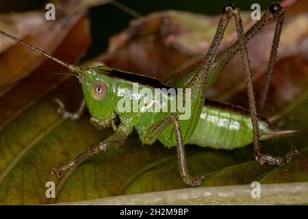 Le petit Meadow Katydid Nymph du genre Conocephalus Banque D'Images