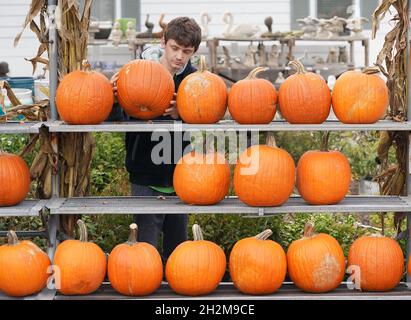 St. Louis, États-Unis.22 octobre 2021.L'ouvrier Seamus Baur place de nouvelles citrouilles sur un rack à vendre au Garden Shop de Bayer à St. Louis le vendredi 22 octobre 2021.Les ventes de potiron ont été plus élevées à l'approche d'Halloween le 31 octobre.Photo par Bill Greenblatt/UPI crédit: UPI/Alay Live News Banque D'Images