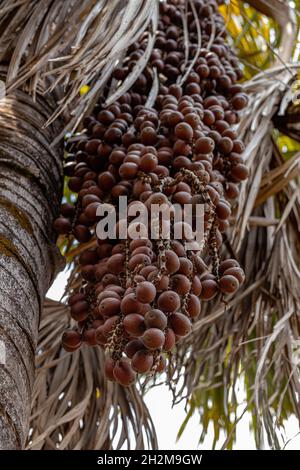 Moriche fruits des palmiers de l'espèce Mauritia flexuosa Banque D'Images