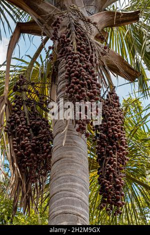 Moriche fruits des palmiers de l'espèce Mauritia flexuosa Banque D'Images