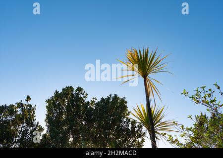 Longues feuilles minces de chou de Nouvelle-Zélande en fleur au printemps contre le ciel bleu du matin prenant le soleil levant une piste au sommet du mont Maunganui Banque D'Images