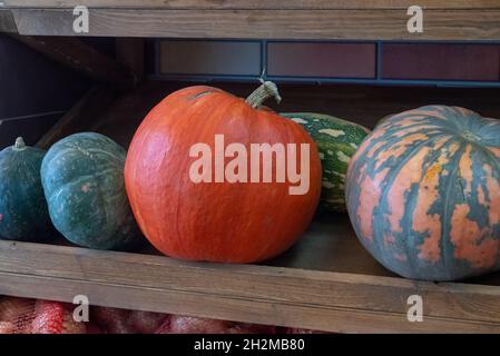 plusieurs grandes citrouilles mûres de différentes variétés à la ferme après la récolte. Banque D'Images