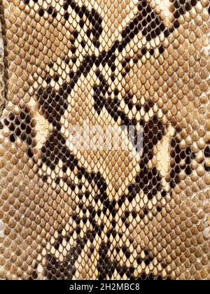 Gros plan de la peau bronzée d'un python réticulé (Malayopython reticulatus).Les écailles, les couleurs et les marques sont caractéristiques de cette espèce Banque D'Images