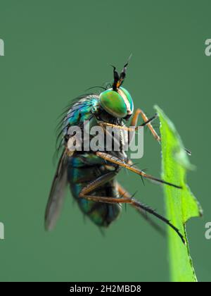 Vue rapprochée d'une mouche verte colorée à longues pattes (Dolichopodidae) reposant à la verticale sur la pointe d'une feuille de plante Banque D'Images
